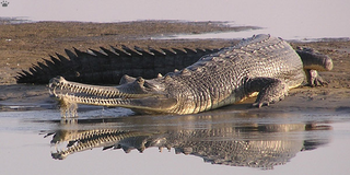 Illustration for article titled Sunday Crocodilian - Gavialis gangeticus Edition